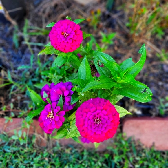 Meet your Posher, Ingrid - Picture 1 of 1